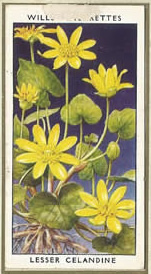 Lesser Celandine. Wildflower. Cigarette Card 1936.