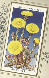 Colt's Foot. Wildflower. Cigarette Card 1936.