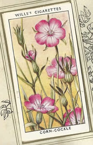 Corn-cockle. Wildflower. Cigarette Card 1936.