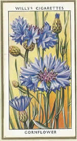 Cornflower. Wildflower. Cigarette Cards 1936.