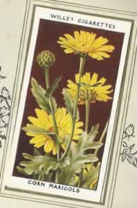 Corn Marigold. Wildflower. Cigarette Card 1936.