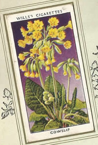 Cowslip. Wildflower. Cigarette Card 1936.
