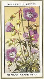Meadow Crane's-bill. Wildflower. Cigarette Card 1936