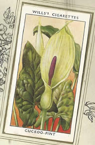 Cuckoo-pint. Wildflower. Cigarette Card 1936.