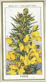 Furze. Wildflower. Cigarette Card 1936.