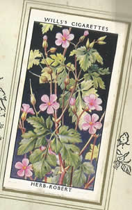Herb-robert. Wildflower. Cigarette Card 1936.