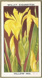Yellow Iris. Wildflower. Cigarette Card 1936.