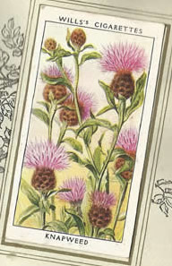 Knapweed. Wildflower. Cigarette Card 1936.