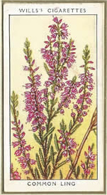 Common Ling. Wildflower. Cigarette Card 1936.