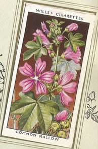 Common Mallow. Wildflower. Cigarette Card 1936.