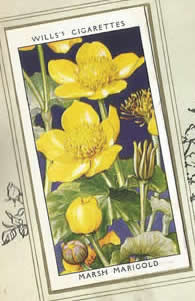 Marsh Marigold. Wildflower. Cigarette Card 1936.