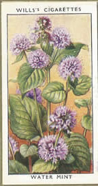 Water Mint. Wildflower. Cigarette Card.