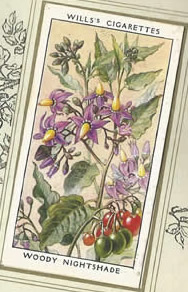 Woody Nightshade. Wildflower. Cigarette Card 1936