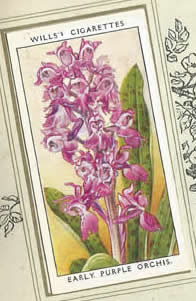 Early Purple Orchis. Wildflower. Cigarette Card 1936