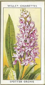 Spotted Orchis. Wildflower. Cigarette Card 1936