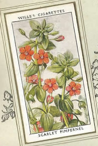 Scarlet Pimpernel. Wildflower. Cigarette Card 1936.