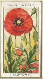 Field Poppy. Wildflower. Cigarette Card 1936.