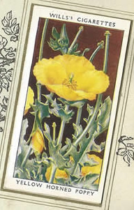 Yellow Horned Poppy. Wildflower. Cigarette Card 1936.