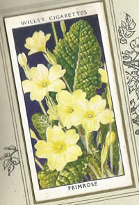 Primrose. Wildflower. Cigarette Card 1936.