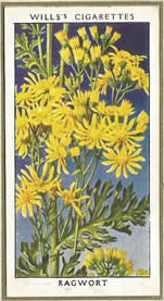 Ragwort. Wildflower. Cigarette Card 1936