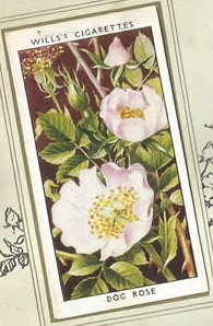 Dog Rose. Wildflower. Cigarette Card 1936.