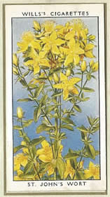 St John's-wort. Wildflower. Cigarette Card 1936.