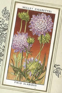 Field Scabious. Wildflower. Cigarette Card 1936.