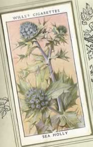 Sea Holly. Wildflower. Cigarette Card 1936.