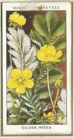 Silver-weed. Wildflower. Cigarette Card 1936.