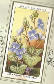 Germander Speedwell. Wildflower. Cigarette Card 1936.