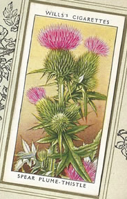 Spear Plume-thistle. Wildflower. Cigarette Card 1936.