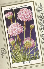 Thrift: Armeria maritima. Wild flower. Cigarette Card 1936.