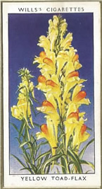 Yellow Toad-flax. Wildflower. Cigarette Card 1936.