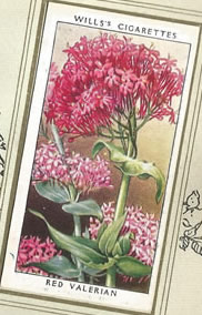 Red Valerian: Centranthus ruber. Wildflower. Cigarette Card 1936.