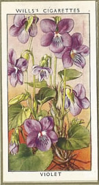 Violet. Wildflower. Cigarette Card 1936.