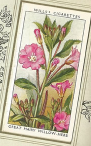Great Hairy Willow-herb. Wildflower. Cigarette Card 1936.