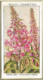 Rose-bay Willow-herb. Wildflower. Cigarette Card 1936.