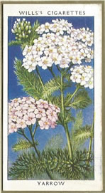 Yarrow. Wildflower. Cigarette Card 1936.