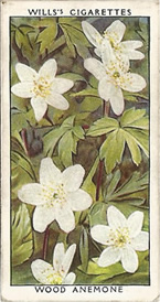 Wood Anemone. Wild Flower. Will's Cigarette Card 1937.