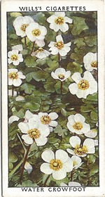 Water Crowfoot. Wild Flower. Will's Cigarette Card 1937.