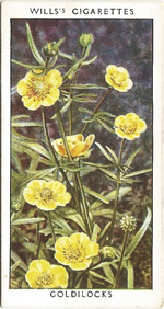 Goldilocks. Wild Flower. Will's Cigarette Card 1937.