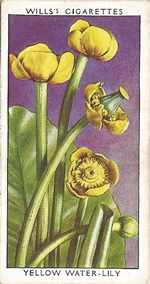 Yellow Water-lily. Wild Flower. Will's Cigarette Card 1937.