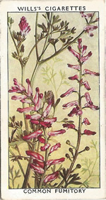 Common Fumitory. Wild Flower. Will's Cigarette Card 1937.