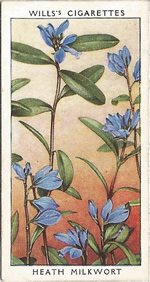 Heath Milkwort. Wild Flower. Will's Cigarette Card 1937.