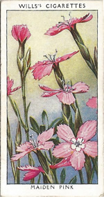 Maiden Pink. Wild Flower. Will's Cigarette Card 1937.