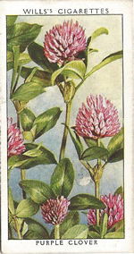 Purple Clover. Wild Flower. Will's Cigarette Card 1937.