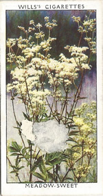 Meadow-sweet. Wild Flower. Will's Cigarette Card 1937.