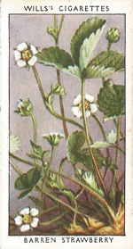 Barren Strawberry. Wild Flower. Will's Cigarette Card 1937.