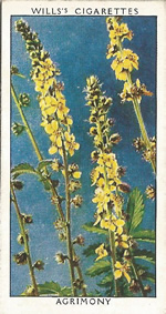 Agrimony. Wild Flower. Will's Cigarette Card 1937.