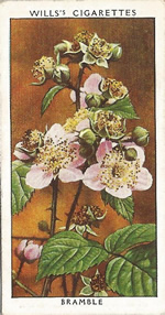 Bramble. Wild Flower. Will's Cigarette Card 1937.